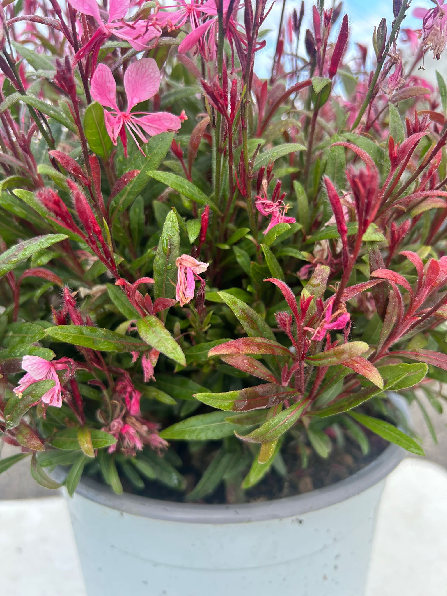 GAURA ROSA