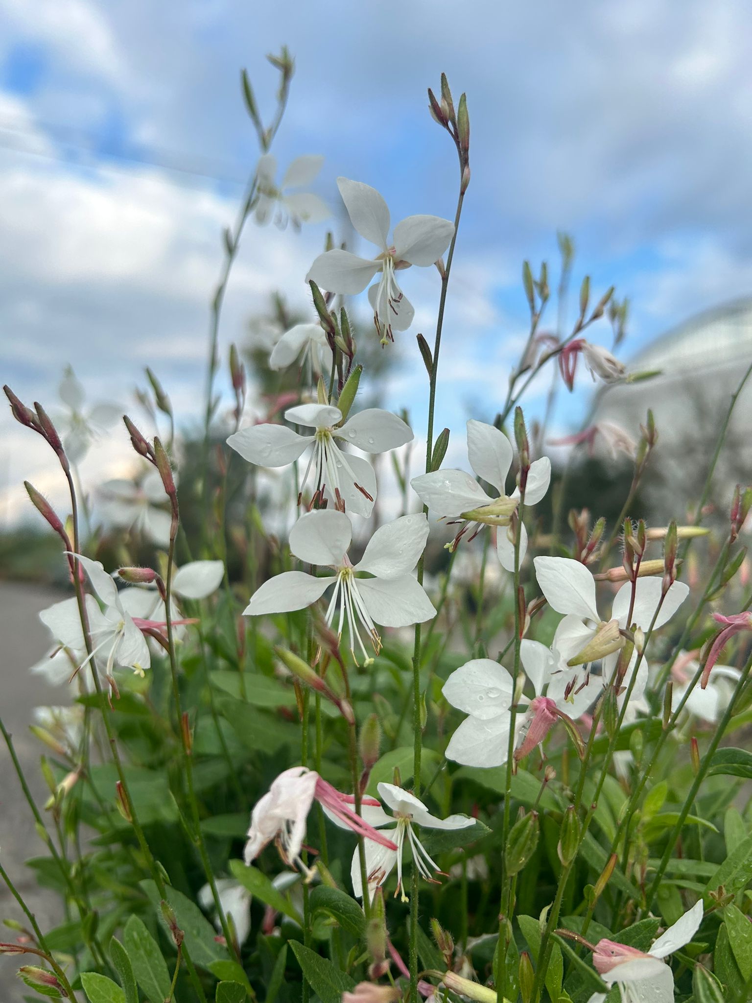 GAURA BIANCA
