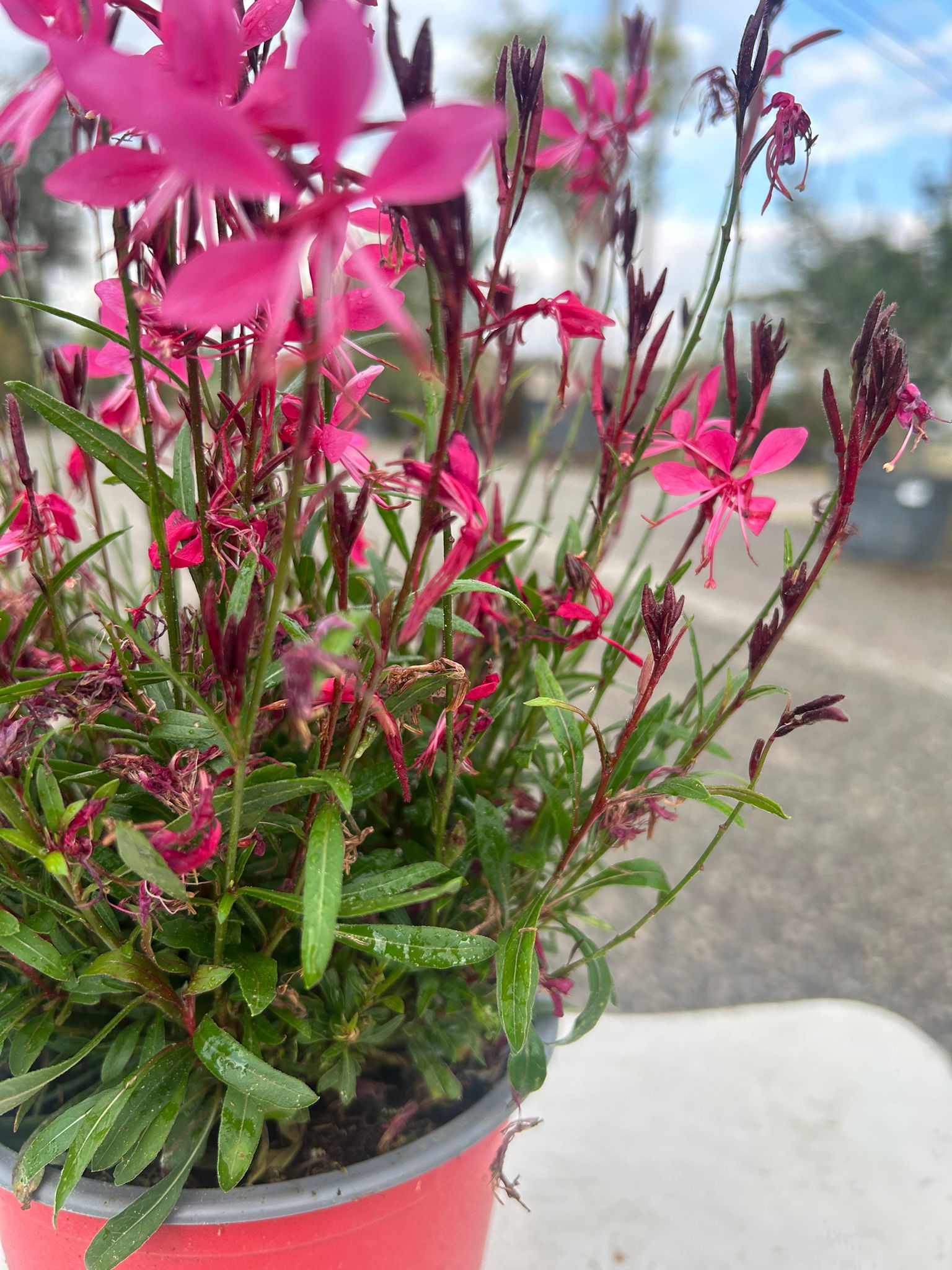 GAURA VIOLA (Vaso 14)