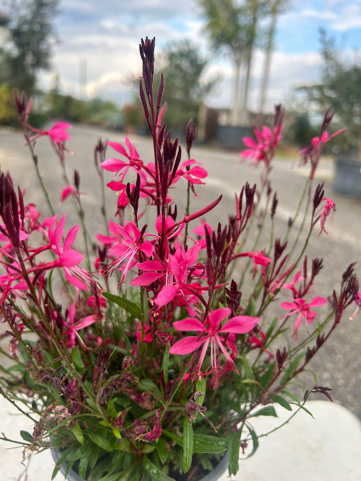 GAURA VIOLA (Vaso 14)