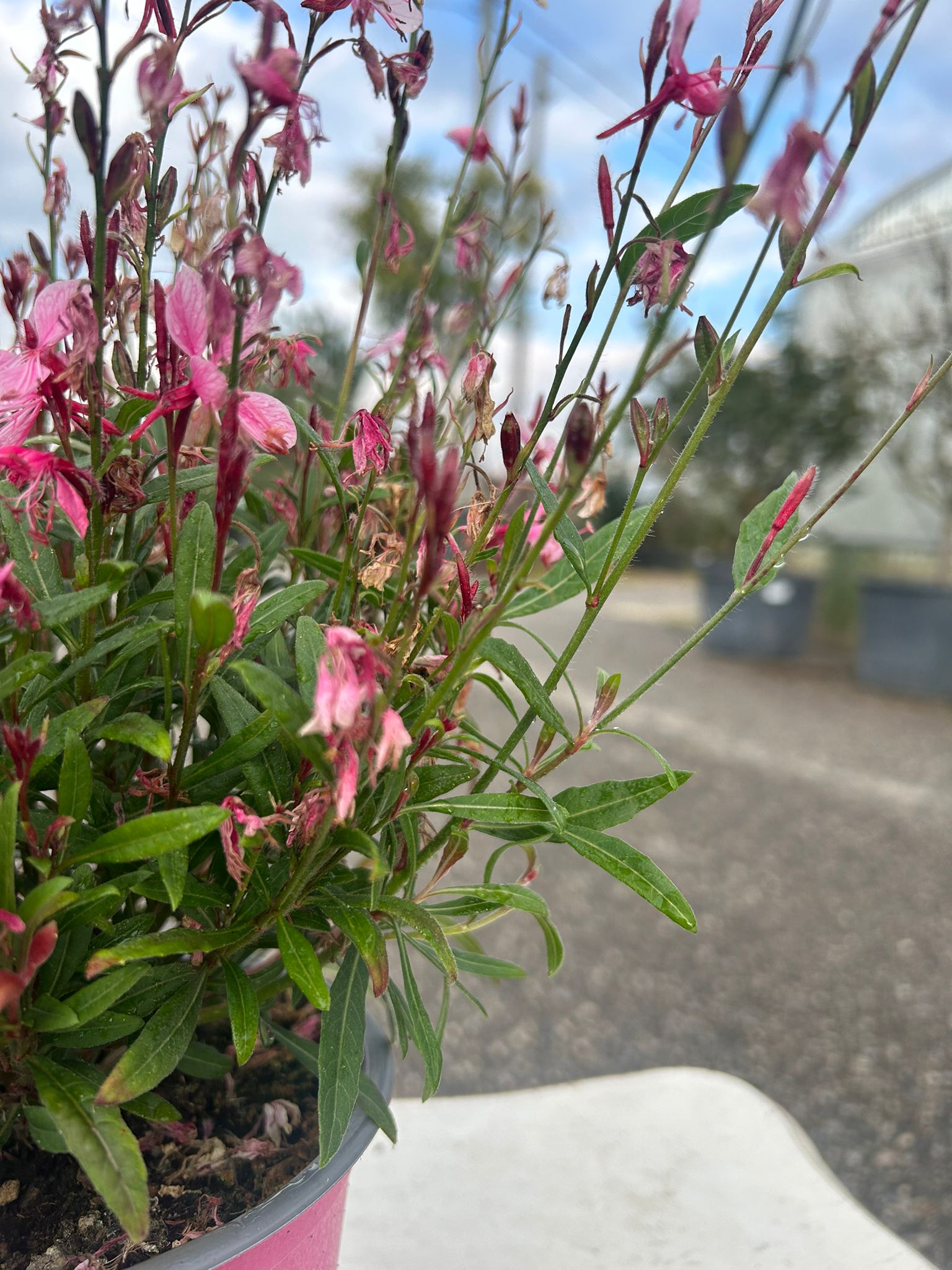 GAURA ROSA (Vaso 14)