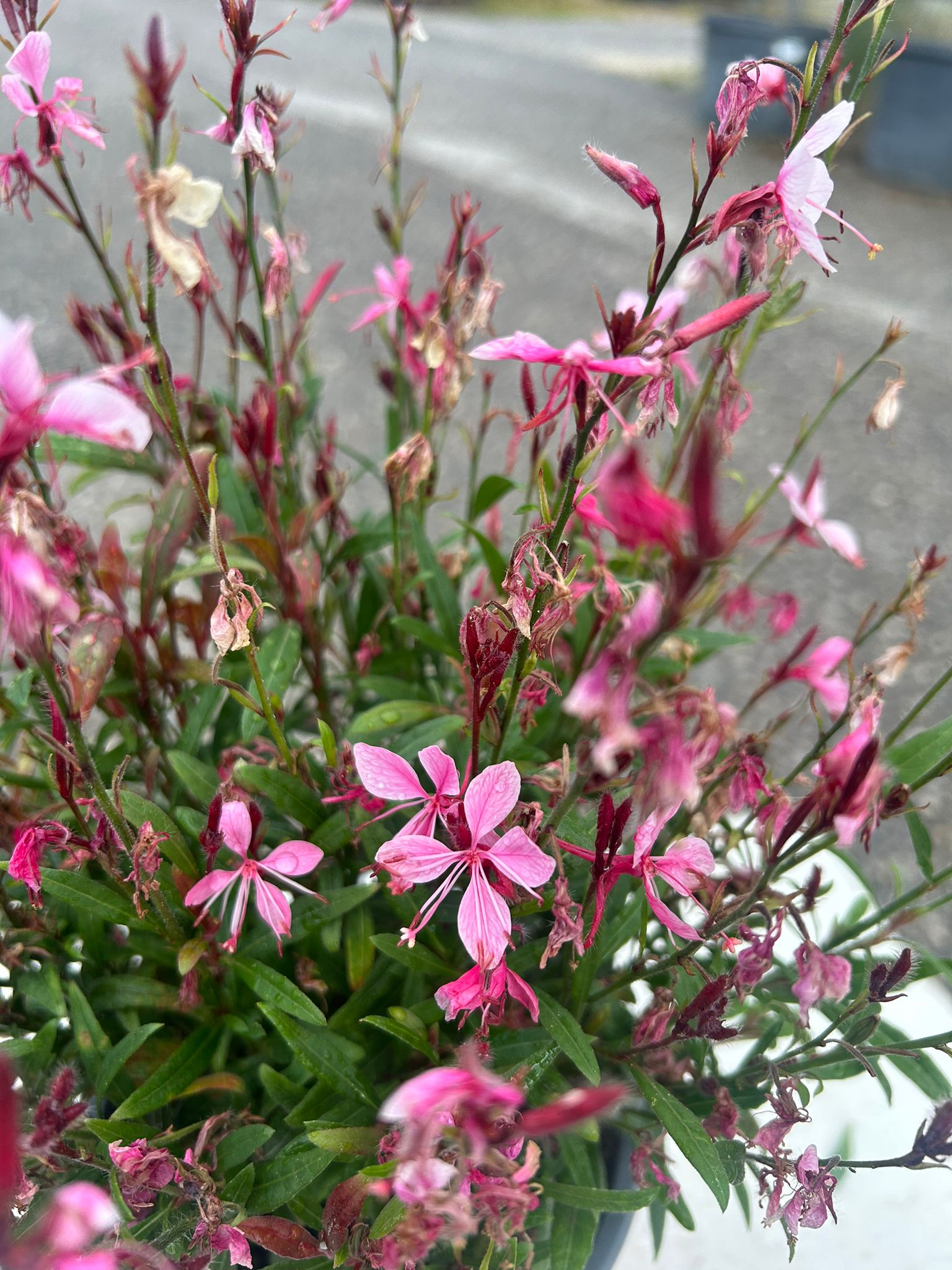 GAURA ROSA (Vaso 14)