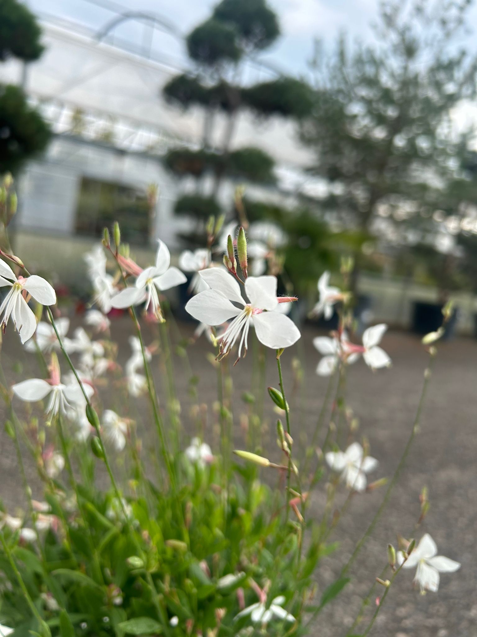 GAURA BIANCA (Vaso 14)