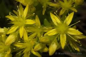 SEDUM SEXANGULARE