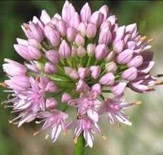 ERBA CIPOLLINA
